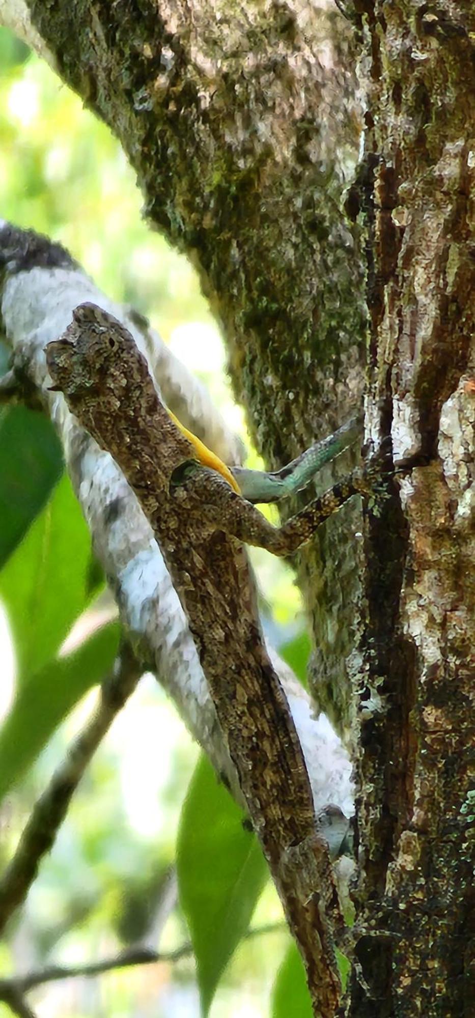 비티리 Tree6 Wayanad 빌라 외부 사진